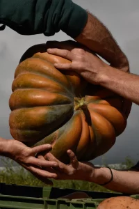 Mains et Courge